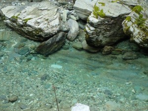 魚，居るようには見えませんが．．石苔が台風増水で流れて青白っぽい石肌が出てるのと魚保護色で判別しにくくなってるのです_0828