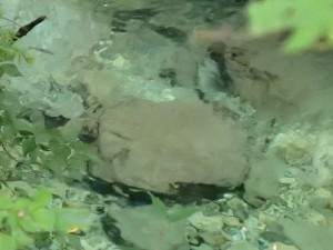 最上流部の水中魚・合計3尾の良型以上の縦並び_0811