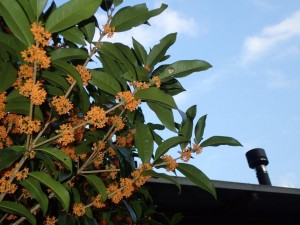 青空煙突に「キンモクセイ」 ・いい香りがたっぷりと_0927