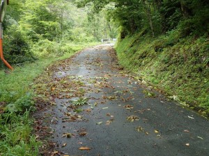 桟敷石神社側の栗の木から沢山落下，猿の仕業です。見回り人が清掃しました・ハイ！