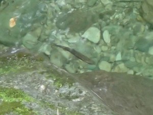 中上流域の水中魚_スポーニングはまだみたい_0917