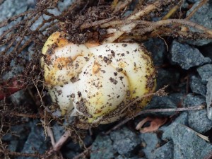 百合の根です。レンジで「チン」したら花びらのように広がって．．．食したら「モッチリ」