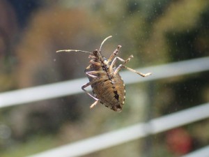 ガラスにへばり付いた「がめ(ｶﾒﾑｼ)」，ナカナカでしょ！？