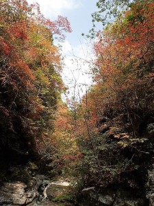 本日の紅葉_1023