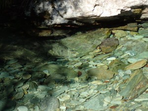 24.5番降り口近くの水溜りアマゴ。右上に居るんですけど_1007