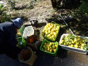 収穫・収穫．．この後の処理が大変なんですけど・・