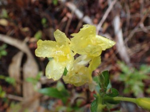 桑瀬・出合橋の野花