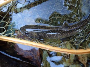 「調査」岩魚・#12 なんちゃってアダムスで。画像不調は継続中_1031