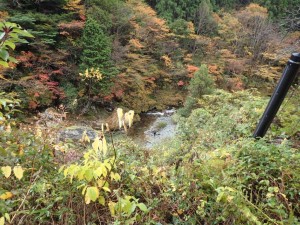 「河原で紅葉写真を」時季もあとわずか_1106