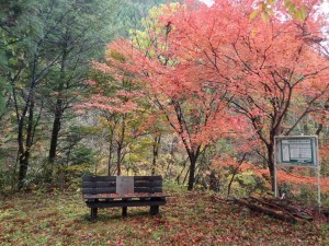 本日の紅葉シーン；20番西山広場_1108