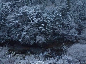 マア，湿った雪は木の枝にくっつき易いんですけどね．．昼前までにはすべて融雪落下_1127