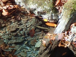 中上流部の水中岩魚_1112