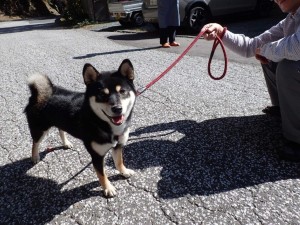 FF犬にはなり損なったようで．．留守番してました，凜姫号。北海道キャンプ＆フィッシング遠征にも付き合ったのに・・と。