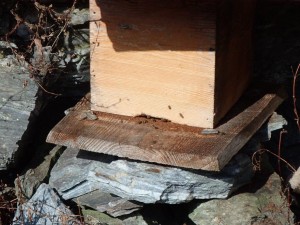 暖冬で蜜蜂君達も元気！