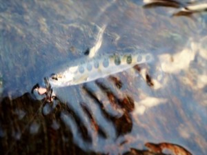 で，すぐ釣れた今シーズン最終魚・体長7cm。ピンボケで「御免ッ」。その後は反応薄し・でロッドを畳んでルートチェック_1130