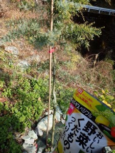 来春の黄色花満開を期待して，，ミモザに栄養を。野菜・果物じゃないけどOKだよね！？。