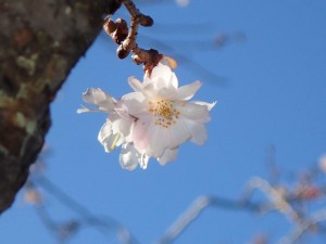 194号線・寒風山トンネル高知側出口の寒桜