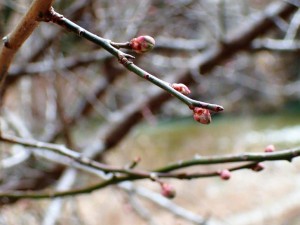 出合橋の梅つぼみ_0111'2016