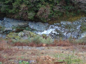 本日のテラス下でして．．水位は+10cm程度。昨年秋からの出水でアザラシ・ラッコ岩の右方に自然堰堤(段差)ができつつあり_0118