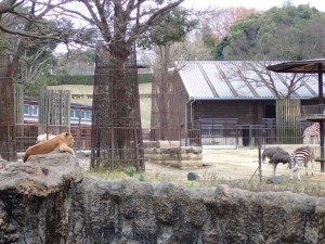 ライオンエリアの隣には・・・です