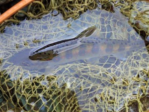 上流部の「調査魚」