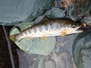 下流部の「調査魚」