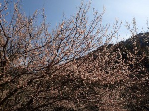 梅満開の中野川，桜はまだかいな？_0325
