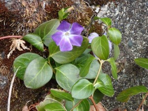 倶楽部ハウス前の野花一輪