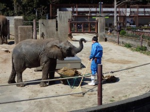 象と飼育員の交歓_とべ動物園にて