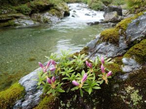 竹の畝の岩ツバキ，今年ももうすぐ・です