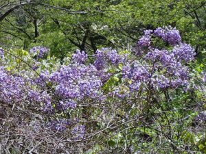 12_４月花・藤，満開！