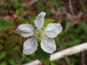 中野川・野花