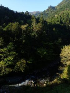 快晴朝の根須木とラッコ・アザラシ岩