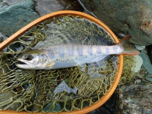 地魚パーマークの「復習」魚