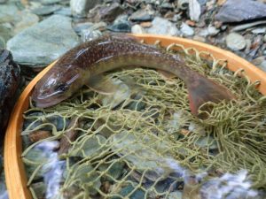 魚っぽくない顔してる．．「調査」岩魚