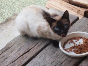 食事中・舌ペロリのセイ君