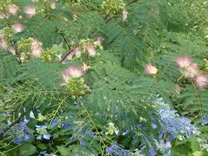 倶楽部ハウス斜面の「ねむの木」 開花