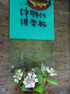 夏ッなので・・「迎え花」はアジサイ