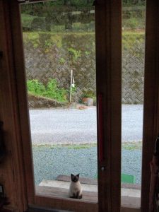 倶楽部ハウス前で早朝餌待ちのセイ君