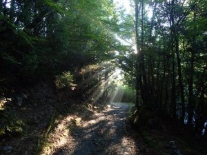 今朝も「天使の光線」が_0707