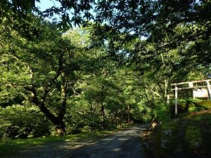 木漏れ日朝，桟敷石神社_0718