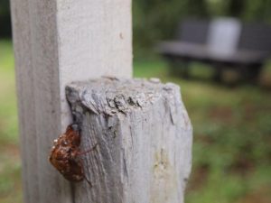 入渓看板にセミ抜け殻。20番にて_0817