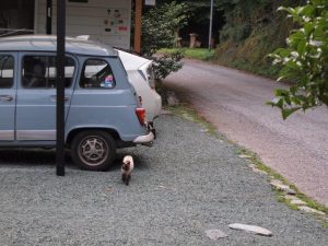 「晩飯だニャン」でやってきたセイ君_夕刻・0801