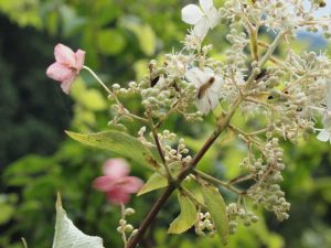 花咲き，虫も付き・・と