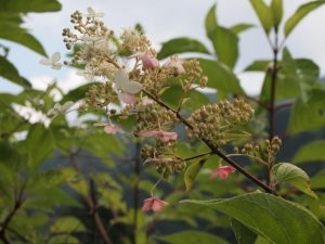 上流部野花