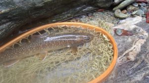 中上流部の「調査」岩魚 24cm ，#14 アダムス改で_0819