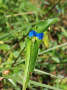 色鮮やかな野花