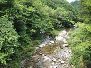 根須木橋(赤橋)上流部，左側の根須木沢は緑ウッソウと_0803