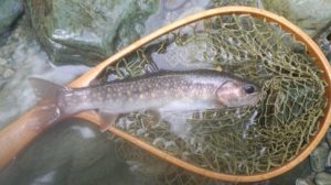 上流部の 26cm 雨中「調査」岩魚。ガラケーカメラで撮影なので画像的には↓↓ご容赦を_0731