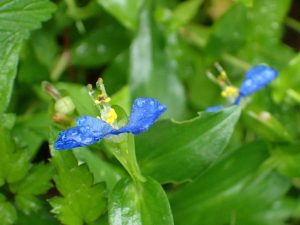 なんてことない野花ですが・・